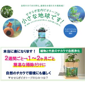 せせらぎビオトープ　25cm型照明+木枠台セット（ガジュマル＋他1種）