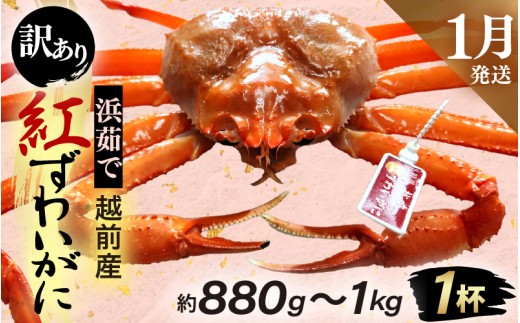 【訳あり】≪浜茹で≫越前産 紅ずわいがに × 1杯（生で約880g～1kg）【紅ズワイガニ カニ かに 蟹】【紅ずわいがに】【1月発送分】 [e80-x001_01]