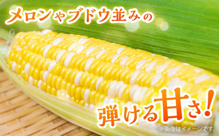 高糖度 かんかんむすめ 糖度 コーンスープ 甘さ コーン おやつ BBQ バター焼き 野菜 とうもろこし 糖度  菊陽町