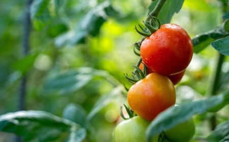 【2026年予約】極旨トマトクール便 食べ比べ2種セット 北海道壮瞥町産 スイート＆ラビットゴッホ 3kg 中玉トマト SBTAJ029