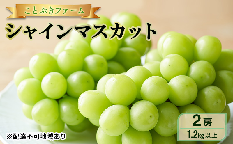 ぶどう 2026年 先行予約 シャインマスカット 満足 2房入り 1.2kg以上  岡山県 赤磐市 ブドウ 葡萄 果物 フルーツ