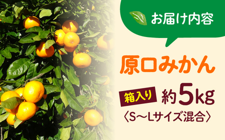 先行予約 原口みかん 5kg サイズ混合 CFW001 みかん 