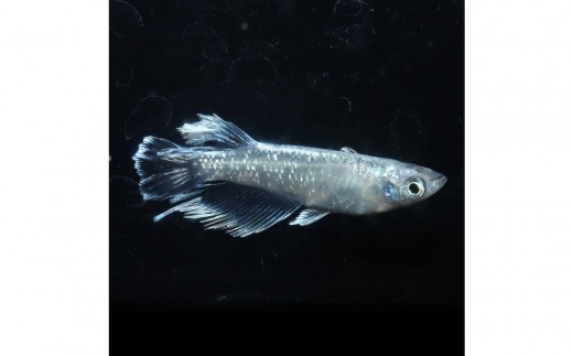 メダカ(レーヴ)　1ペア メダカ屋えん 横浜市