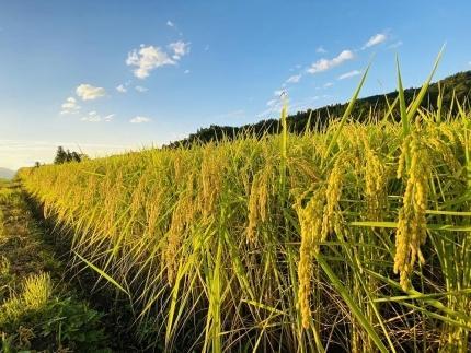 【令和5年産】厳選こだわり南魚沼産コシヒカリ　雪室貯蔵　「こまがた農園のお米」 ５kg