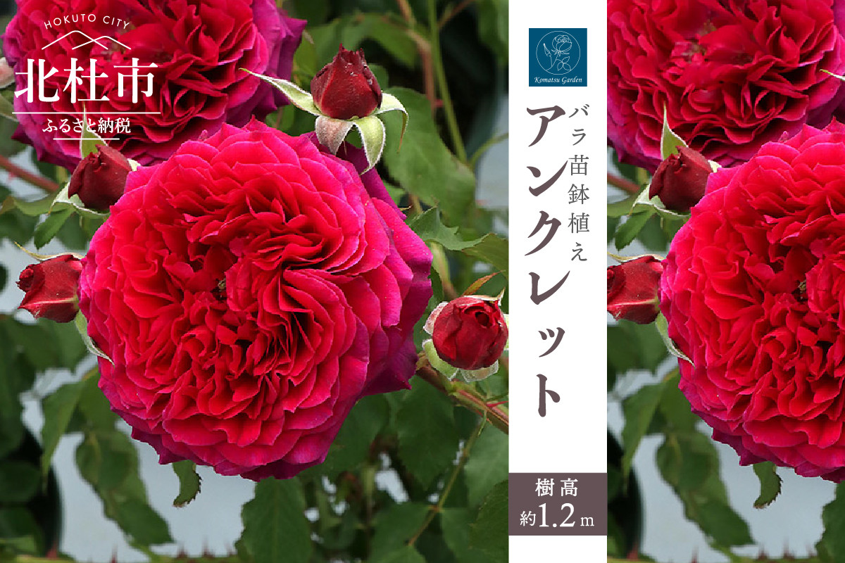 
            バラ苗鉢植え「アンクレット」 バラ 苗 四季咲き 鉢植え 花 アンクレット 6寸鉢 イングリッシュローズ ロゼット咲き
          