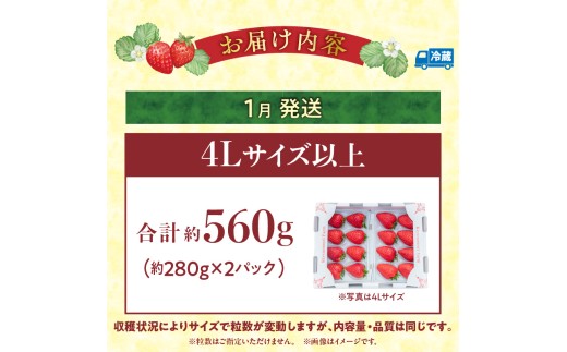 【2027年1月発送】完熟「古都華」奈良ブランドいちご4Lサイズ以上2パック　先行予約 ことか 甘い 糖度 濃い 濃厚 果汁 香り 朝摘み いちご イチゴ 苺 フルーツ 果物 くだもの ご褒美 ごほうび 贈答 贈り物 ギフト プレゼント 冷蔵 奈良県 生駒市 送料無料