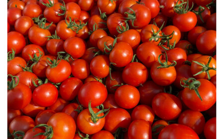 【 訳あり 】 志宝トマト シンディスイート 中玉 1.2kg [モアショップヤマモト 石川県 宝達志水町 38600593]