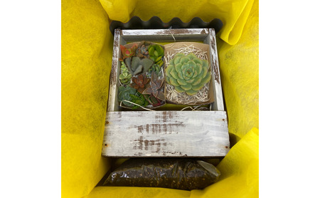 多肉植物 じぶんで植える 多肉 寄せ植えキットD 木製 屋根付き プランター 全3色 インテリア 植物 寄せ植え ガーデニング 福岡 小郡市 青色