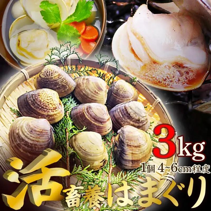 【はまぐり】畜養活蛤 3kg ハマグリ