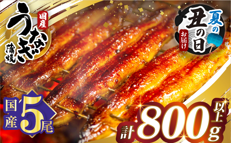 【夏の丑の日までにお届け!!】うなぎ蒲焼5尾(さんしょう・たれ付き)計800g以上 鰻 魚 魚介 加工品 国産_T026-0032-US2