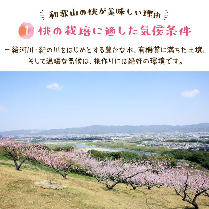 【先行予約】【夏の美味】フルーツ王国　和歌山の桃　約２kg
※北海道・沖縄・離島への配送不可
※2025年6月中旬～7月下旬頃に順次発送予定（fr-06）