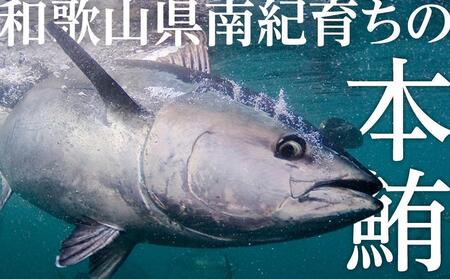 プレミア和歌山認証品 本マグロ（養殖）トロ＆赤身セット　240g【鮮魚 まぐろ マグロ 冷凍 まぐろ マグロ まぐろ マグロ 和歌山 まぐろ マグロ 鮮魚 マグロ まぐろ 串本 マグロ まぐろ 魚 マ