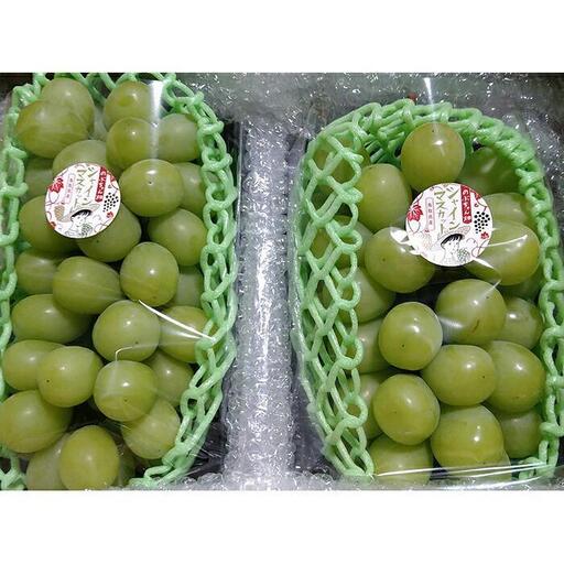 【先行予約】琴浦町産シャインマスカット2～3房セット（計約1.5kg）