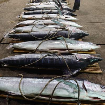 ふるさと納税 長崎市 長崎漁港発!長崎近海産　カジキブロック身　1kg |  | 02