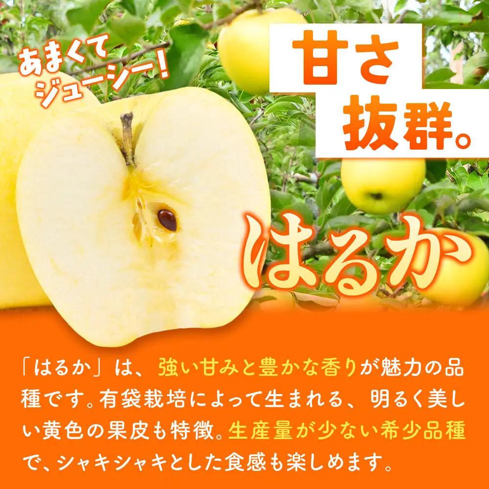 りんご はるか 家庭用 約5kg 先行受付 12月発送 りんご