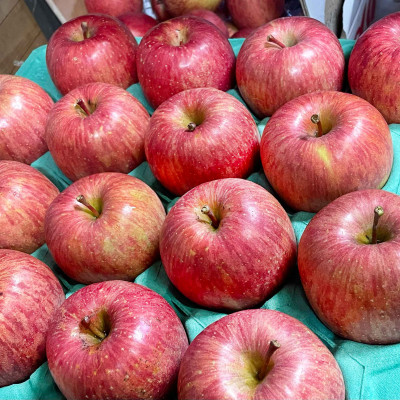 青森県産 産地直送!家庭用 サンふじ 約5kg【配送不可地域：離島】