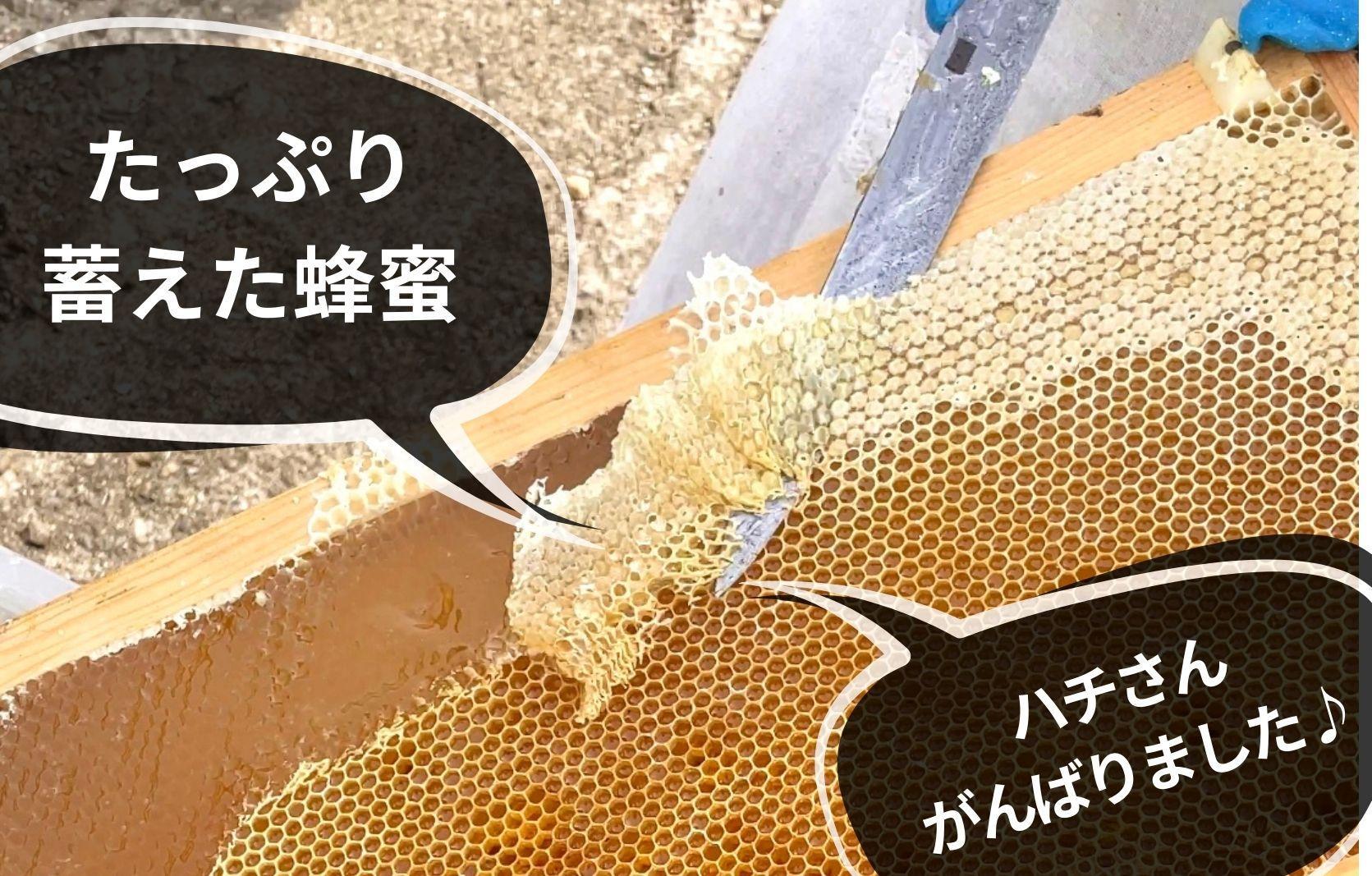 ありだみかん蜂蜜 2本セット（570ｇ×２本） BC03_イメージ4