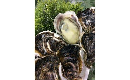 128.【2026年6月上旬以降発送 先行予約】鳥取県産　天然岩ガキ『夏輝』　おまかせ3kg(約7～12個) 牡蠣 カキ　※1個の重さによって個数が変わります　※着日指定不可※2026年6月上旬～8月