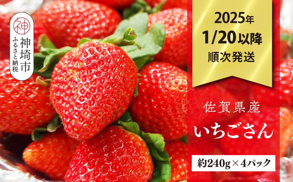 
            【R7年1月20日より発送】期間限定 佐賀県産いちごさん 約240g×4パック【苺 イチゴ ブランドいちご 朝採れ デザート スイーツ フルーツ 誕生日ケーキ バレンタイン】(H040150)
          