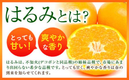みかん 濃厚はるみ 約5kg (M～3Lサイズおまかせ) 