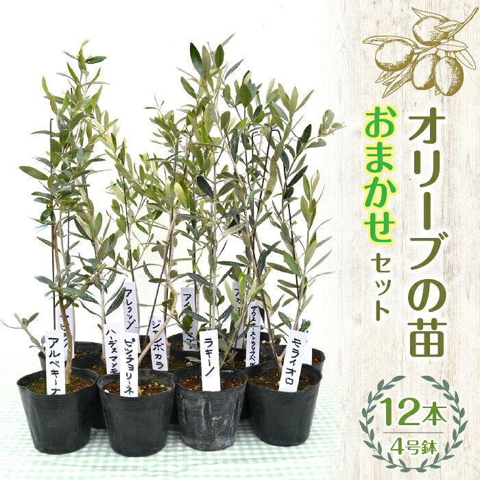 【ふるさと納税】 ふるさと納税 オリーブの苗 ガーデニング オリーブ 苗 記念樹 【ハーブショップYOU'樹】【おまかせセット】『ハーブとの出会いから約50年。山梨県唯一の「地域特産物マイスター」が育てるハーブ苗』オリーブの苗セット 4号鉢 12本 SWBE005