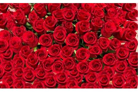 赤バラの花束 365本「あなたが毎日恋しい」※配達エリア限定【記念日に届くお花 365本 世界らん展 フラワードリームジャパンカップ 国内主要コンテスト受賞 贈り物 神奈川県 小田原市 バラ バラ バラ バラ バラ】
