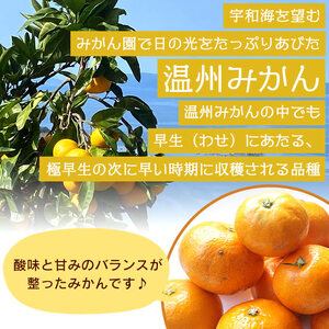 でん助農園の温州みかん（早生）　ご家庭用　10kg