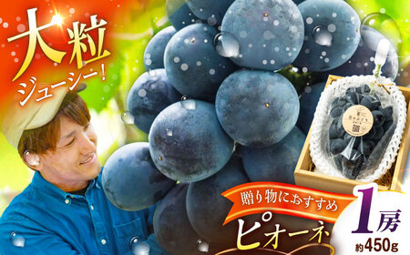 【先行予約：2026年8月中旬より発送】【贈答用】旬の味わいを農家直送で！ピオーネ 1房（約450g）秀品・化粧箱入り 島根県雲南市/ギアファーム[AIAB015]