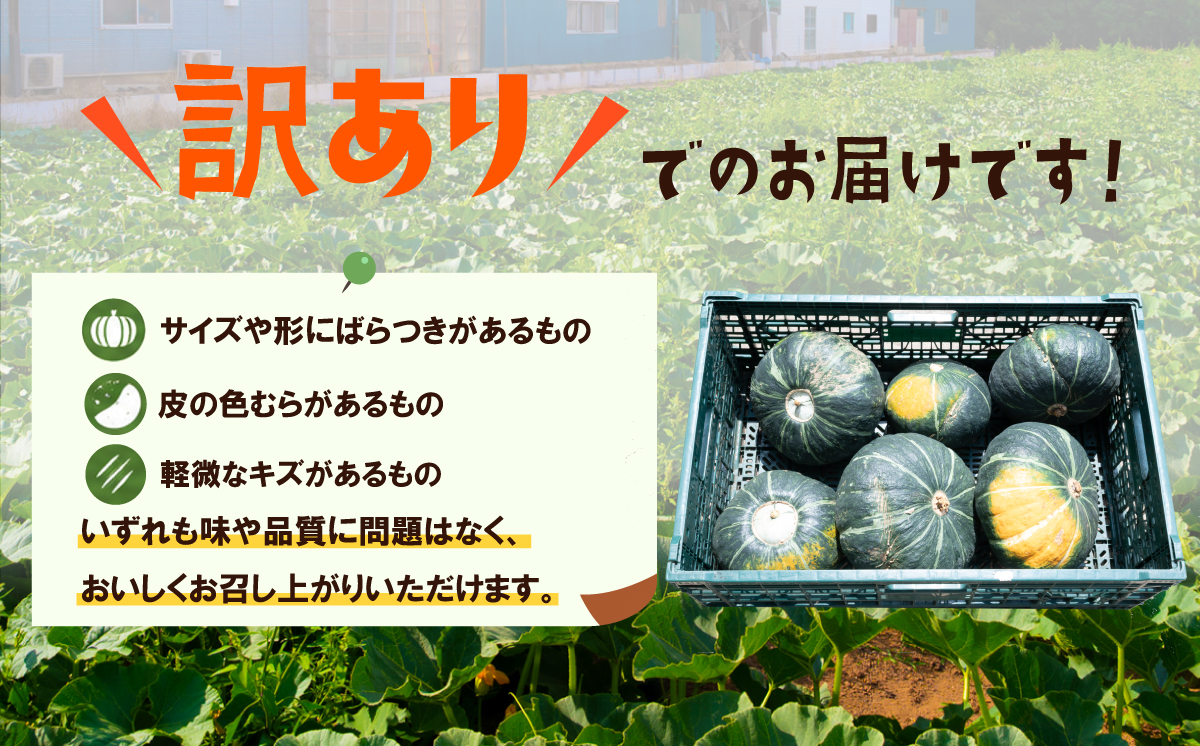 【訳あり】かぼちゃ くり大将 《容量が選べる！》訳あり 茨城県産 くり大将 約3kg (1玉から3玉) / 約5kg (2玉から3玉) / 約10kg (5玉から6玉) 【茨城県 下妻市産 かぼちゃ 