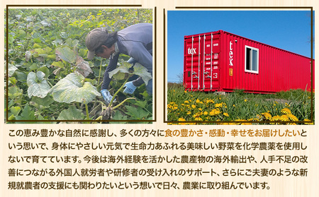 [2-269]　北海道当別町産化学農薬不使用ミニトマト：甘っ子 雅 3kg