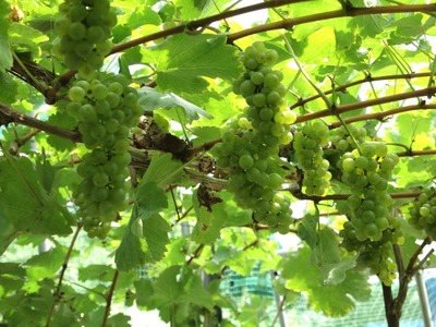 黒髪山葡萄園 赤ワイン 白ワイン 2本セット