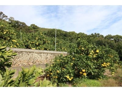 早川農園の土佐文旦（５㎏）柑橘 フルーツ みかん ザボン ぶんたん 先行予約【R00345】