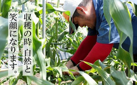 数量限定 ヒゲまで美味しい 皮つき ヤングコーン 30本 ★2024年4月下旬以降発送★ ベビーコーン | 期間限定 ヤングコーン 野菜 鹿児島県産 ゴールドラッシュ ヤングコーン ベビーコーン