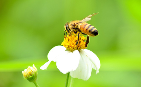 コハマのハチミツ 500g 2本セット（百花・生ローヤルゼリー入） 国産 はちみつ ハチミツ 蜂蜜 hatimitu ハニー HONEY 蜜 百花 生ローヤルゼリー 詰め合わせ 食べ比べ グルメ 朝食