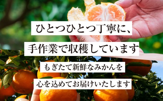≪先行予約≫ 温州小玉みかん ご家庭用 4kg わけあり  4キロ みかん ミカン 蜜柑 mikan 柑橘 旬 フルーツ 果物 愛知県 豊橋市  15000円  国産 豊橋産 愛知県 豊橋市 みかん 
