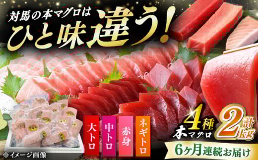 【全6回定期便】 対馬産 本マグロ 4種 計2kg（赤身/中トロ/大トロ/ネギトロ）《対馬市》【対海】 冷凍配送 大容量 新鮮 海鮮丼 手巻き寿司 [WAH035]