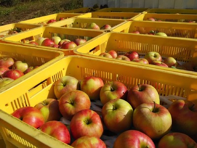 【訳あり品】傷だらけの勇者たち サンふじ 10kg りんご 旬 サンふじ