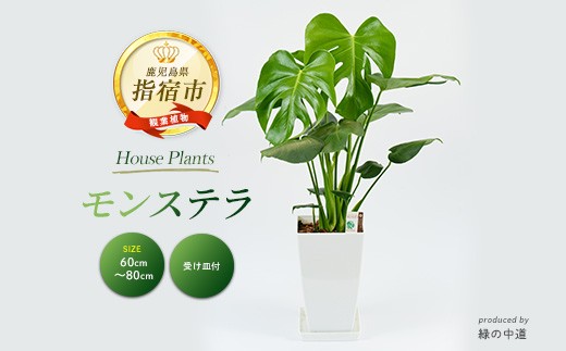 【観葉植物】モンステラ60cm～80cm(緑の中道/IB067-006) 観葉植物 植物 鉢付 インテリア 室内 オフィス おしゃれ プレゼント ギフト 開店祝い 移転祝い マイナスイオン 鹿児島 いぶすき 指宿【配送不可地域：北海道・沖縄県・離島】