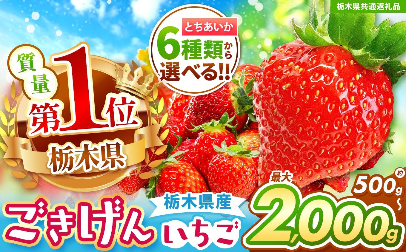 
                  【栃木県共通返礼品】選べる種類(6種)・内容量・定期便！とちあいか | 果物 くだもの フルーツ 野菜 やさい ヤサイ 苺 イチゴ いちご とちあいか 新鮮 甘い 数量 限定 美味しい 果物 共通返礼品 フルーツ デザート 栃木県 那珂川町 送料無料
                