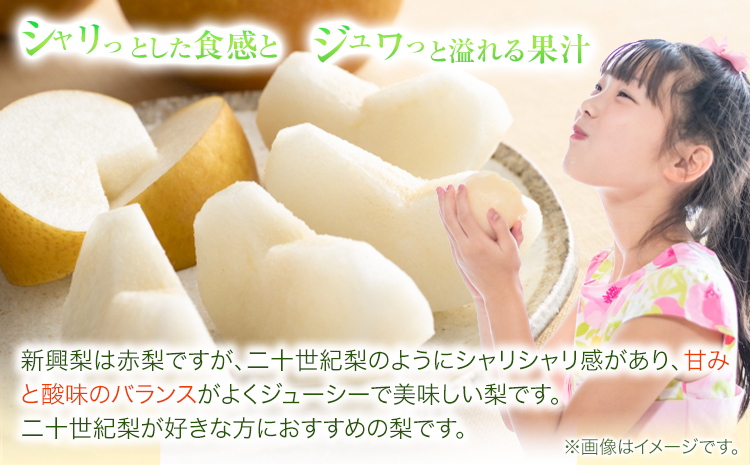 【2026年先行予約】秀品 新興梨 約5kg (5〜16玉) 高間商店《2026年10月上旬-12月上旬頃出荷》鳥取県 八頭町 梨 なし ナシ 果物 フルーツ 秀品 高間商店 新興梨 ふるさと納税 甘