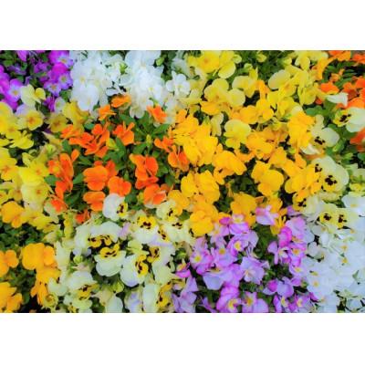 ふるさと納税 美作市 迎春用　花苗セット20ポット |  | 02