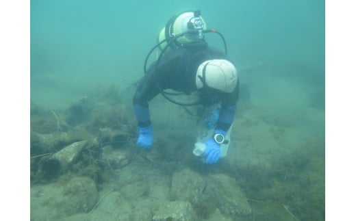 資源を維持するため、稚ナマコを育て放流しています