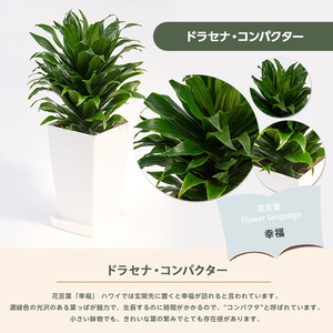 2026年1月中旬～発送【観葉植物】ドラセナ コンパクター40cm～60cm Green Base IB003-036 観葉植物 ※北海道・沖縄・離島配送不可