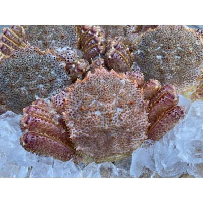 ふるさと納税 宮古市 三陸活毛ガニ 300g〜400g×2匹 |  | 01