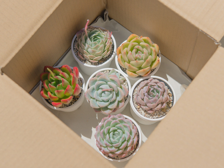 エケベリアアソート例