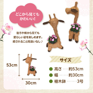 R07011-H 【母の日ギフト】カーネーションの鉢植え キリンのアニマルバスケット入り 鉢サイズ3号 寄せ植え ≪5月11日お届け≫