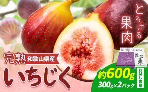 【先行予約】お試し小容量 完熟いちじく 約600g (300g×2パック) パック いちじく イチジク 無花果 JAわかやま 紀の里地域本部《2025年9月上旬-11月中旬頃出荷》 和歌山県 岩出市 青果物 果物 くだもの フルーツ スイーツ 