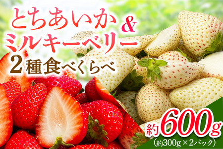 [先行予約] いちご 2種食べ比べセット「とちあいか＆ミルキーベリー」各1パック 計約600g [2026年1月中旬から順次発送]｜とちあいか ミルキーベリー いちご イチゴ 苺 果物 日光産 栃木県産 フルーツ 期間限定 数量限定 [0679]