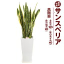 【ふるさと納税】サンスベリア 観葉植物 高陶器 高さ約40cm 幅約20cm 7寸 植物 インテリア ガーデン 雑貨 九州産 国産 送料無料