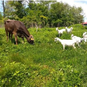 香林農園ナチュラルチーズ　ブラウンスイス牛チーズセット　北海道　日高山脈の小さなチーズ農家【配送不可地域：離島】【1610192】